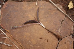 Image of Ledebouria sudanica (A. Chev.) Burg