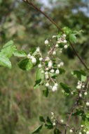 Clematis hirsuta Guill. & Perr.的圖片