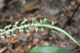 Слика од Ledebouria sudanica (A. Chev.) Burg