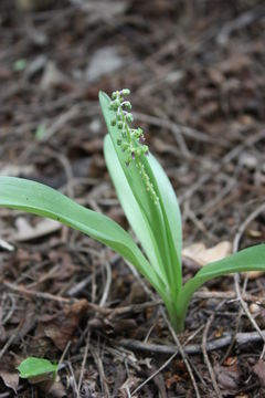 Слика од Ledebouria sudanica (A. Chev.) Burg