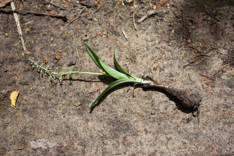 Image of Ledebouria sudanica (A. Chev.) Burg