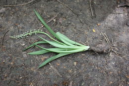 Image of Ledebouria sudanica (A. Chev.) Burg