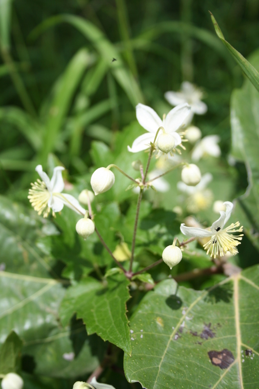 Clematis hirsuta Guill. & Perr.的圖片