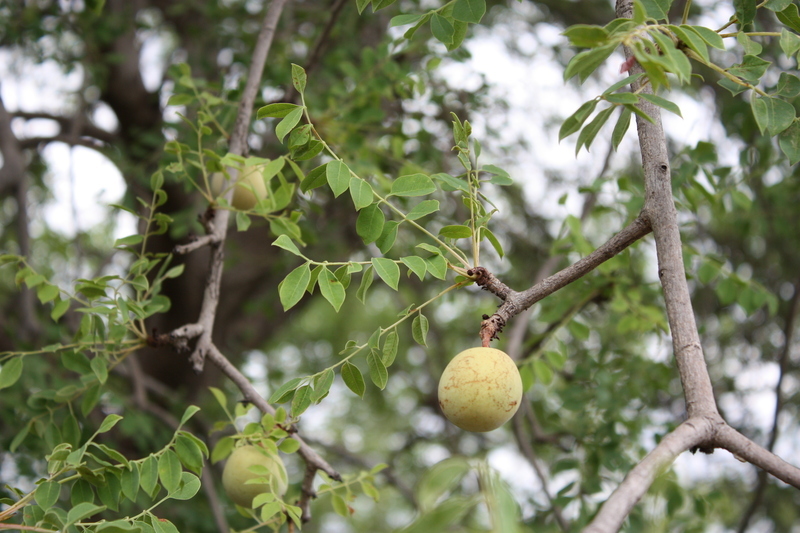 Image of marula