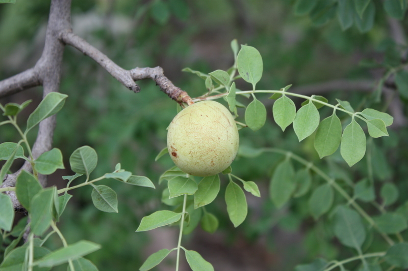 Image of marula