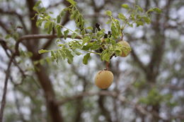 Image of marula