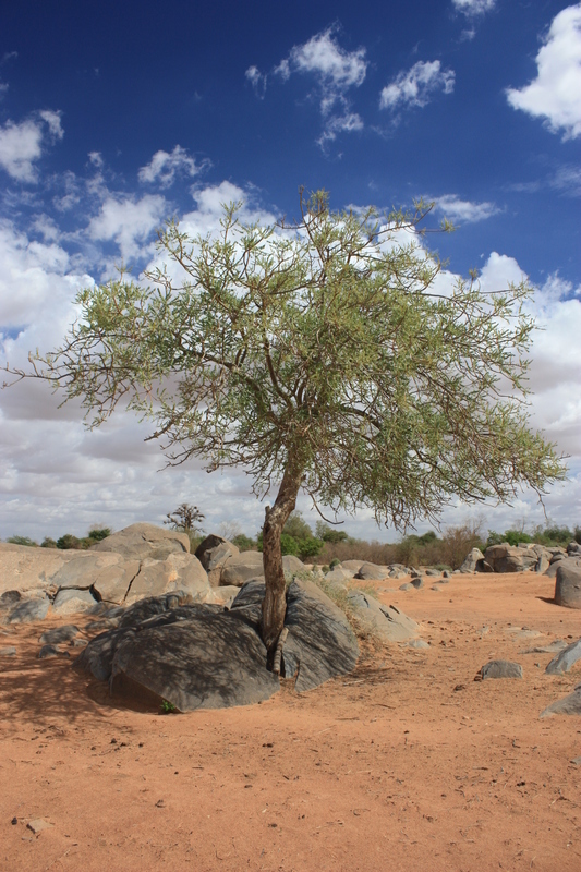 Image of marula