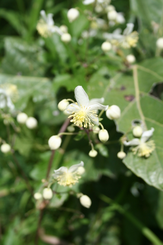 Clematis hirsuta Guill. & Perr.的圖片