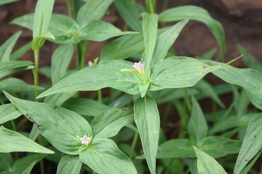 Plancia ëd Spigelia anthelmia L.