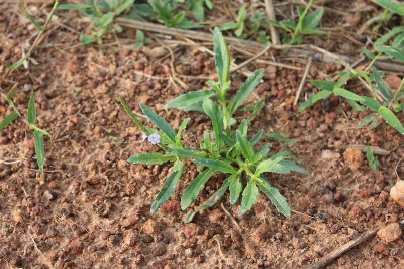 Image of Stachytarpheta indica (L.) Vahl