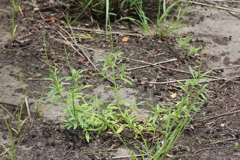 Image of Stachytarpheta indica (L.) Vahl