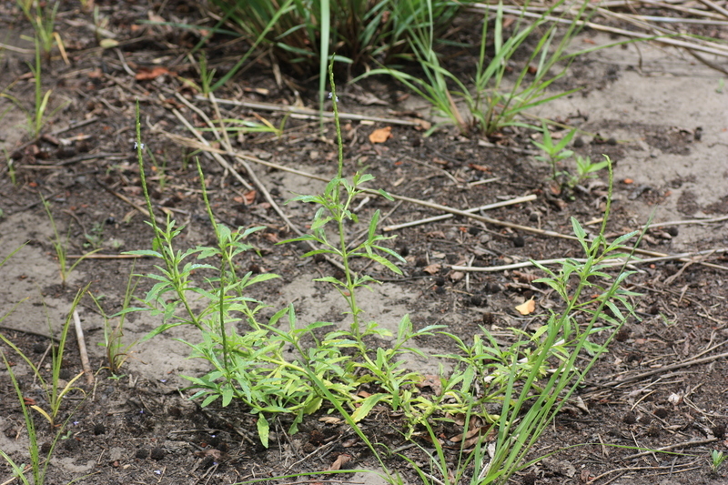 Image of Stachytarpheta indica (L.) Vahl