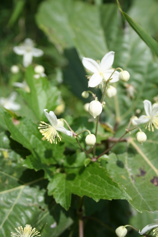 Clematis hirsuta Guill. & Perr.的圖片