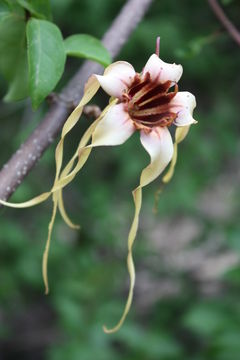 Plancia ëd Strophanthus sarmentosus DC.