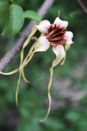 Image de Strophanthus sarmentosus DC.