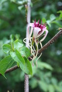 Plancia ëd Strophanthus sarmentosus DC.