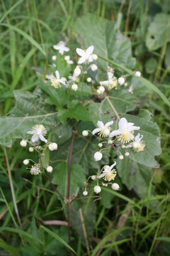 Clematis hirsuta Guill. & Perr. resmi