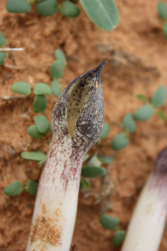 Sivun <i>Stylochaeton lancifolius</i> Kotschy & Peyr. kuva