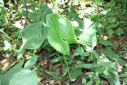 Image of <i>Stylochaeton hypogaeus</i> Lepr.