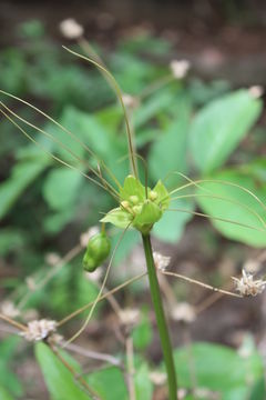 Image of Arrowroot