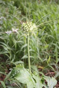 Image of Arrowroot