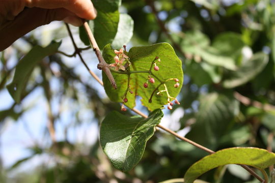 Image of Crawcraw vine