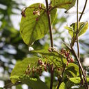 Tacazzea apiculata Oliv.的圖片