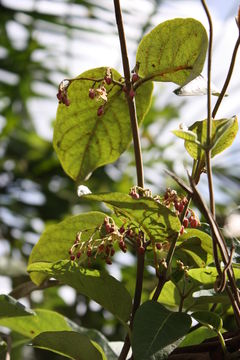 Image of Crawcraw vine