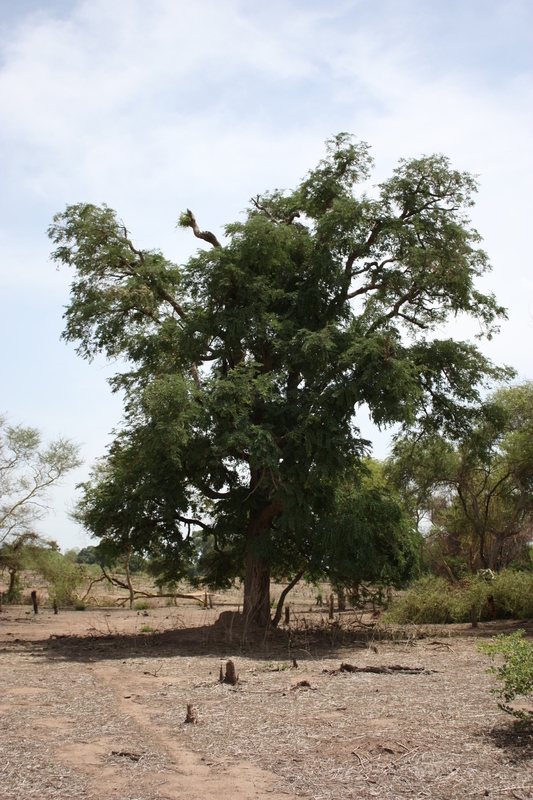 Image of tamarind