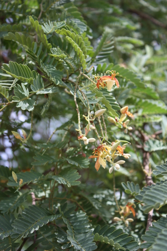 Plancia ëd Tamarindus indica L.