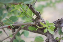 Plancia ëd Tamarindus indica L.