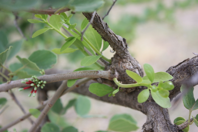 Image of tamarind