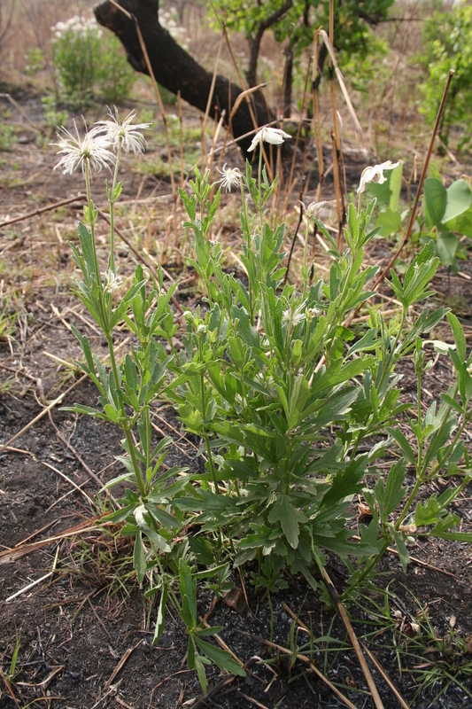 صورة Clematis villosa DC.