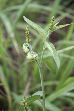 Image of Tragia senegalensis Müll. Arg.