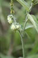 Image of Tragia senegalensis Müll. Arg.