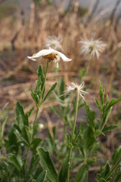 Image of Clematis villosa DC.