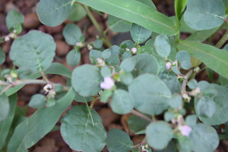 Image of desert horsepurslane