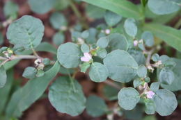 Image of desert horsepurslane