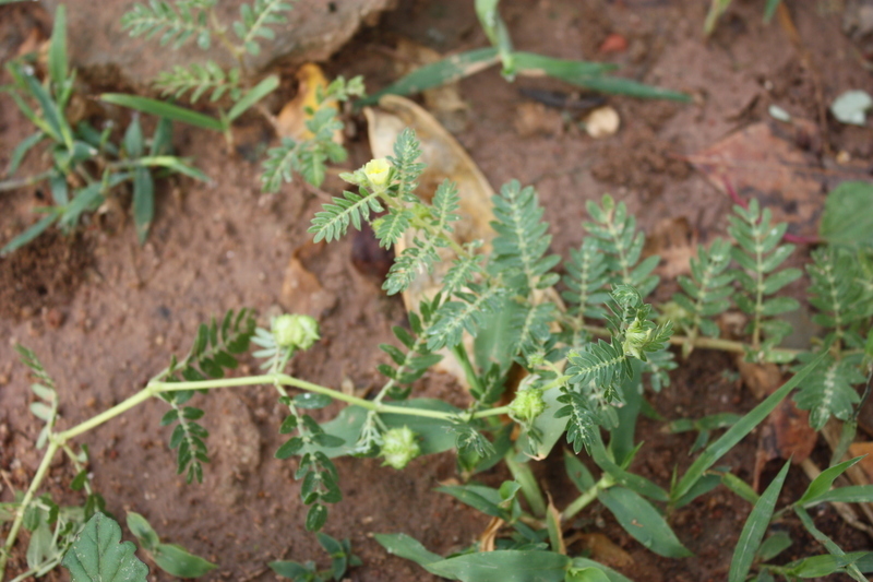 Image of puncturevine