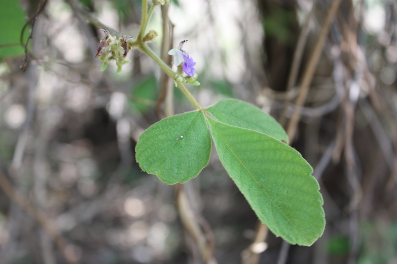 صورة Vitex chrysocarpa Planch.