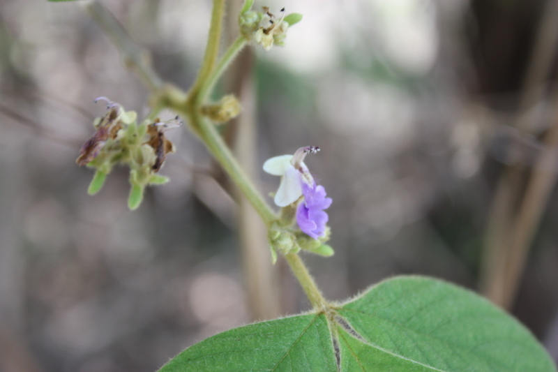 صورة Vitex chrysocarpa Planch.