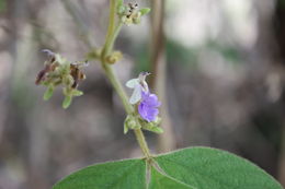 صورة Vitex chrysocarpa Planch.