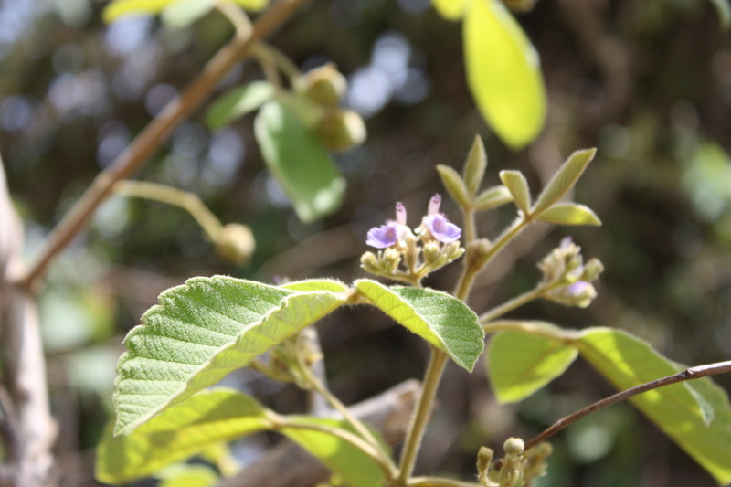 صورة Vitex chrysocarpa Planch.