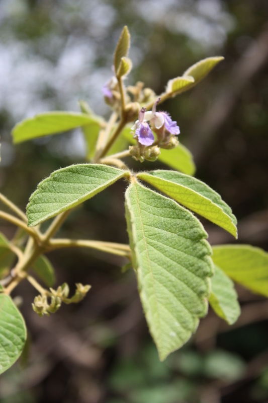 صورة Vitex chrysocarpa Planch.