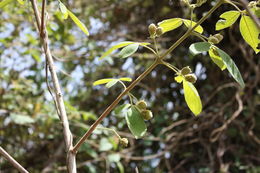 صورة Vitex chrysocarpa Planch.