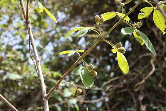 Image of Vitex chrysocarpa Planch.