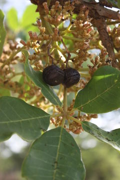 Image of black plum