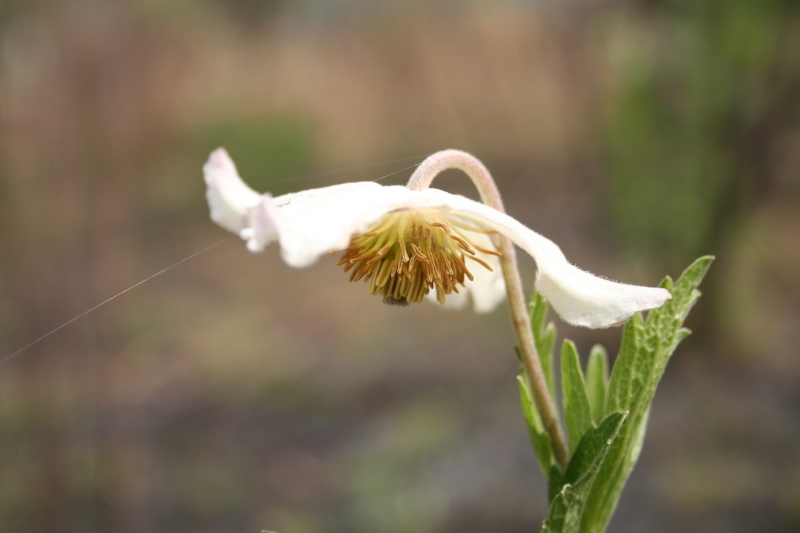 صورة Clematis villosa DC.