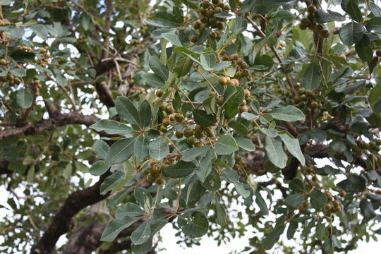 Vitex doniana Sweet resmi