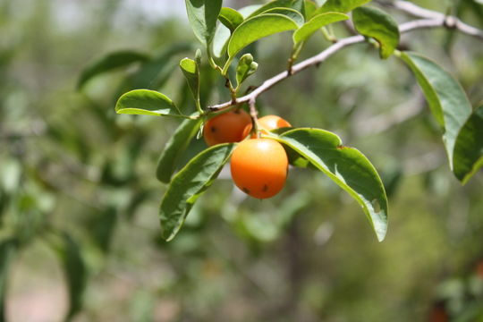 Image of tallow wood